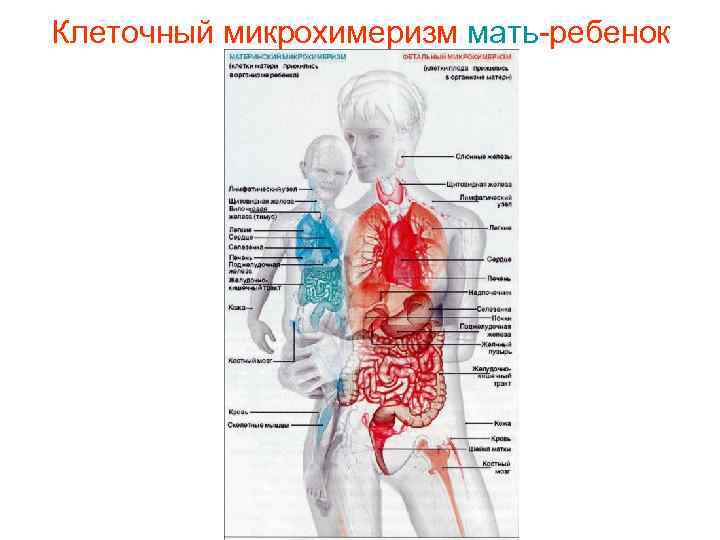 Клеточный микрохимеризм мать-ребенок 