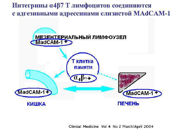 Интегрины α 4β 7 Т лимфоцитов соединяются с адгезивными адрессинами слизистой MAd. CAM-1 