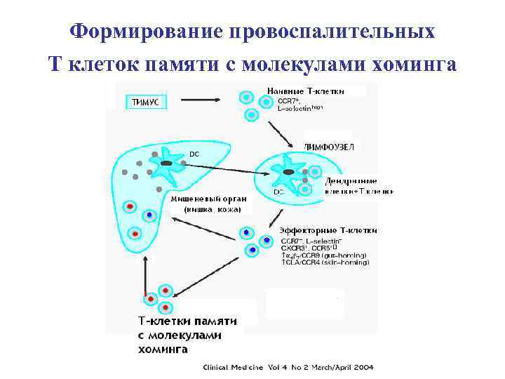 Количество т клеток. Т клетки иммунологической памяти это. Т клетки памяти функция. Формирование клеток памяти иммунология. Т клетки памяти иммунитета.