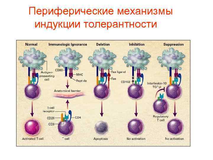  Периферические механизмы индукции толерантности 