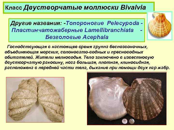 Класс двустворчатые. Класс пластинчатожаберные моллюски. Пластинчатожаберные моллюски представители. Класс двустворчатые моллюски. Класс двустворчатые названия.