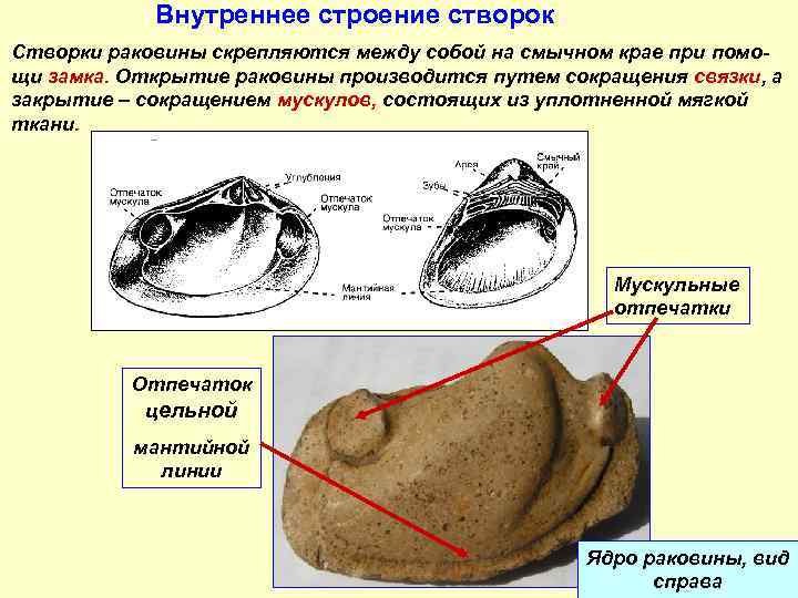 Двустворчатые моллюски таблица