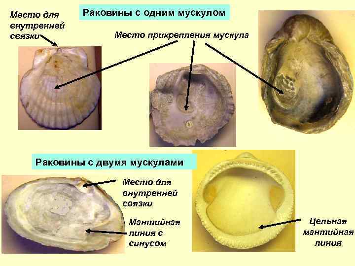 Место для внутренней связки Раковины с одним мускулом Место прикрепления мускула Раковины с двумя