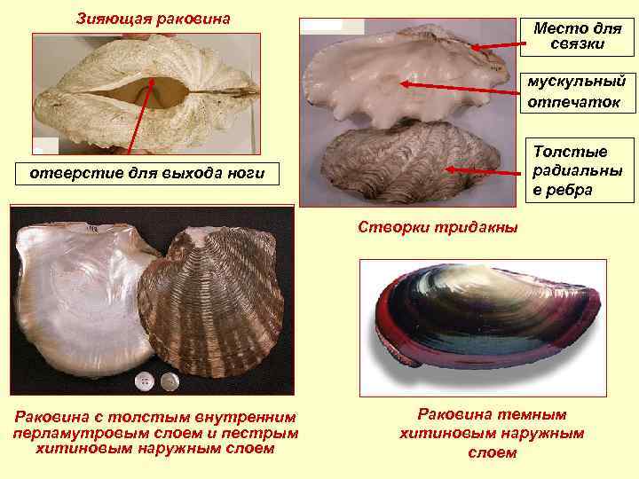 Виды съедобных моллюсков фото и названия