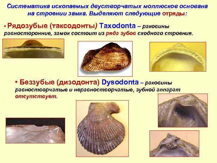 Раковина состоит из рогоподобного вещества. Ископаемые двустворчатые моллюски. Двустворчатые моллюски палеонтология. Окаменелости двустворчатых моллюсков. Зубы моллюсков двустворчатых.