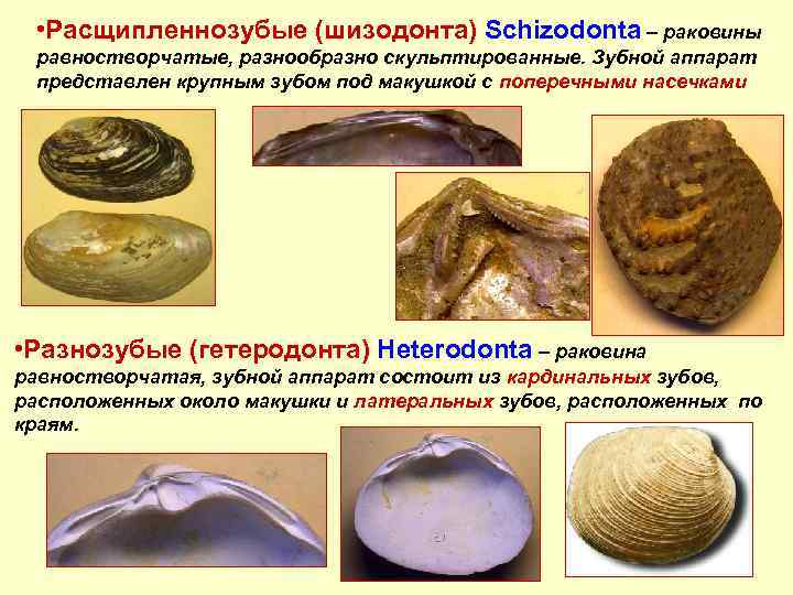  • Расщипленнозубые (шизодонта) Schizodonta – раковины равностворчатые, разнообразно скульптированные. Зубной аппарат представлен крупным