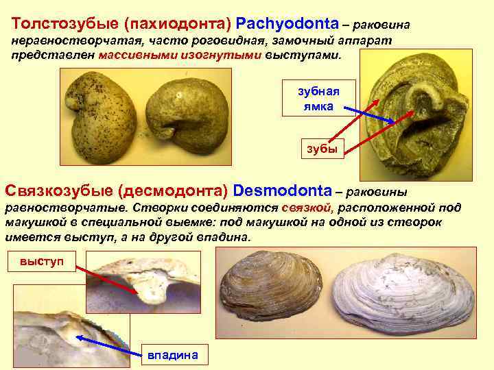 Толстозубые (пахиодонта) Pachyodonta – раковина неравностворчатая, часто роговидная, замочный аппарат представлен массивными изогнутыми выступами.