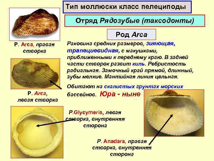 Моллюски контрольная работа. Типы моллюсков. Рядозубые моллюски. Моллюск класс род. Моллюски Тип род вид.