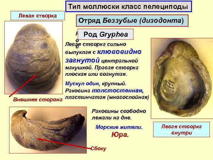 Тип моллюски класс пелециподы Левая створка Отряд Беззубые (дизодонта) Р Род Gryphea о Левая