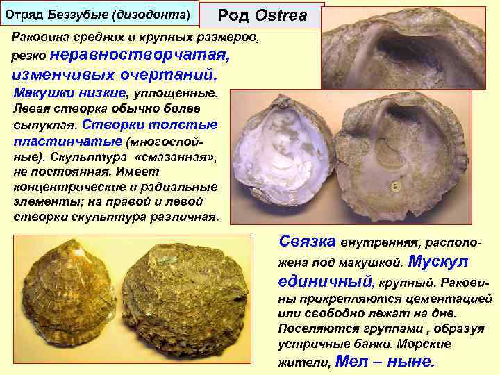 Отряд Беззубые (дизодонта) Род Ostrea Раковина средних и крупных размеров, резко неравностворчатая, изменчивых очертаний.