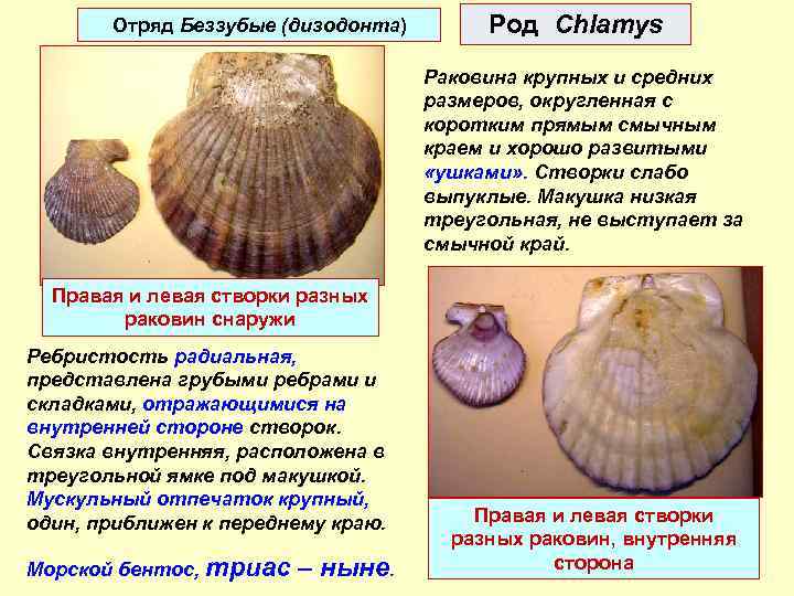 Отряд Беззубые (дизодонта) Род Chlamys Раковина крупных и средних размеров, округленная с коротким прямым