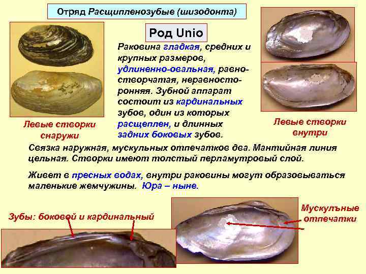 Типы створок у моллюсков. Пресноводные двустворчатые моллюски. Отряды двустворчатых моллюсков.