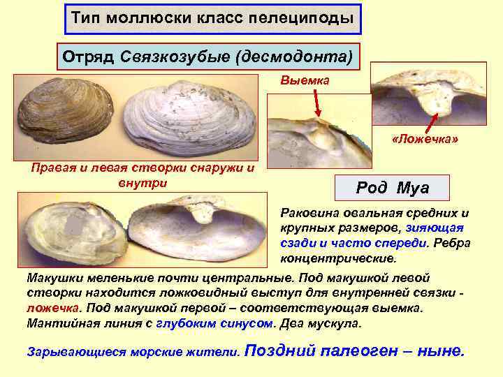 Тип моллюски класс пелециподы Отряд Связкозубые (десмодонта) Выемка «Ложечка» Правая и левая створки снаружи