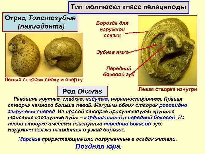 Тип моллюски класс пелециподы Отряд Толстозубые (пахиодонта) Борозда для наружной связки Зубная ямка Левые
