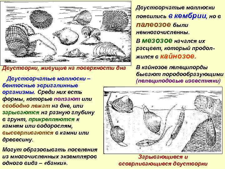 Двустворчатые моллюски появились в кембрии, но в палеозое были немногочисленны. В мезозое начался их