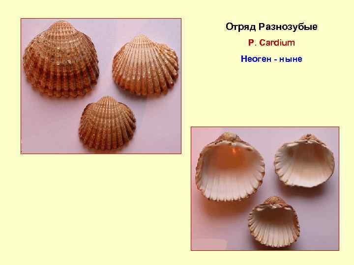 Отряд Разнозубые Р. Cardium Неоген - ныне 