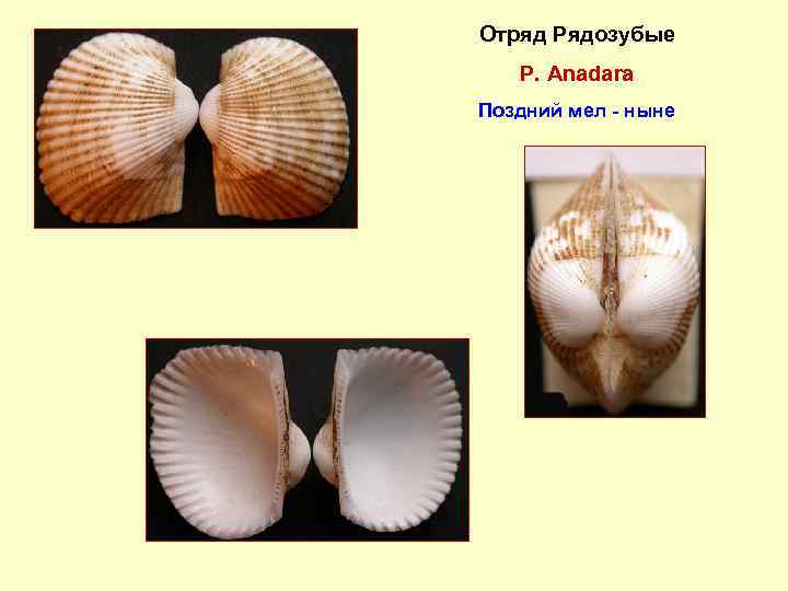 Отряд Рядозубые Р. Anadara Поздний мел - ныне 