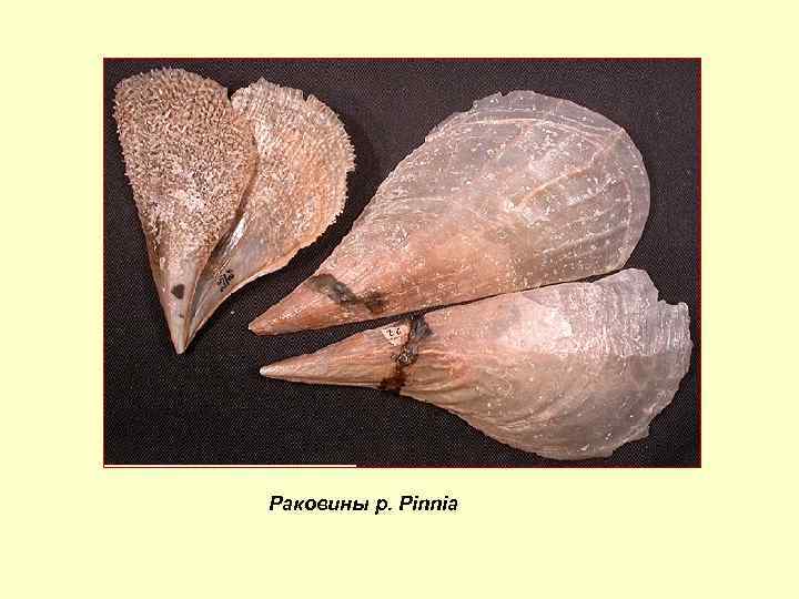 Раковины p. Pinnia 