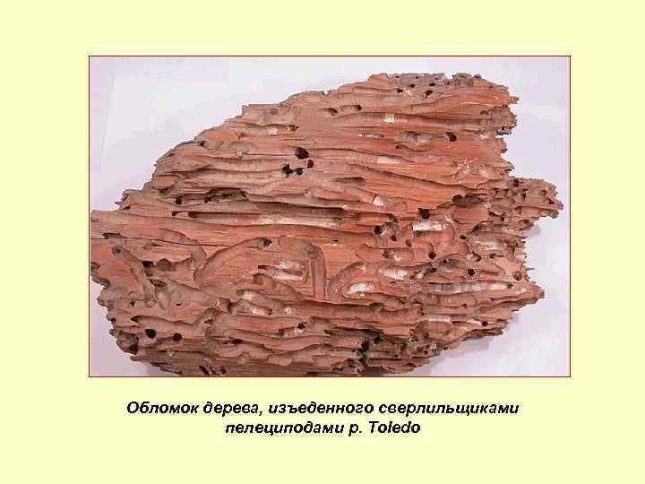 Обломок дерева, изъеденного сверлильщиками пелециподами р. Toledo 