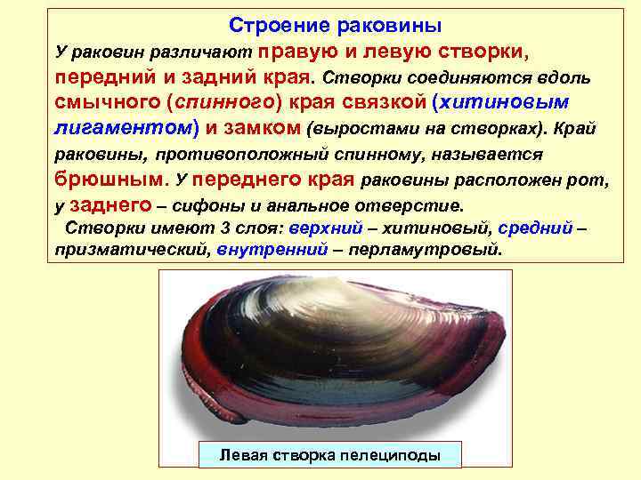 Строение раковины. Слои раковины двустворчатых. Окраска двустворчатые раковины. Строение створки раковины. Слои раковины двустворчатого моллюска.