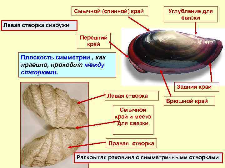 Раковина состоит из рогоподобного вещества. Строение раковины двустворчатых моллюсков. Внешнее строение раковины беззубки. Створка двустворчатого моллюска.