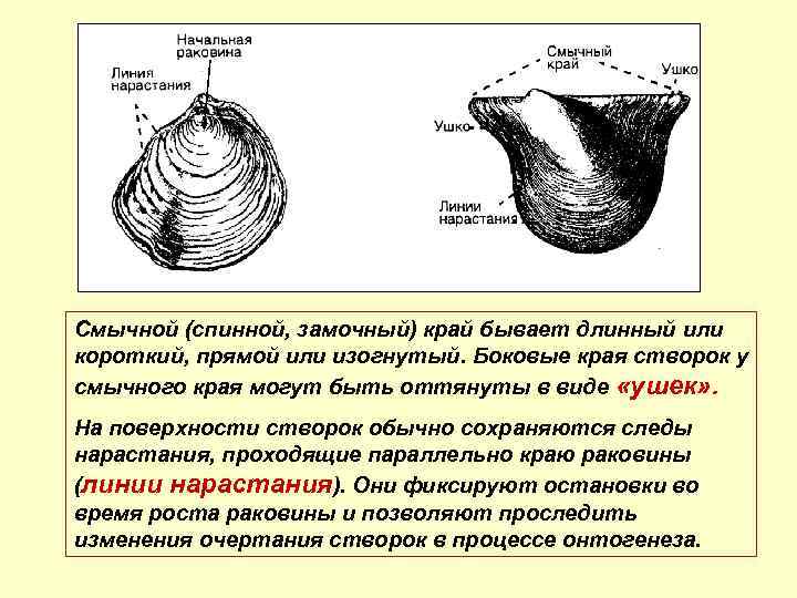 Смычной (спинной, замочный) край бывает длинный или короткий, прямой или изогнутый. Боковые края створок