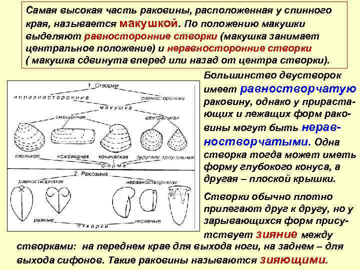 Самая высокая часть раковины, расположенная у спинного края, называется макушкой. По положению макушки выделяют