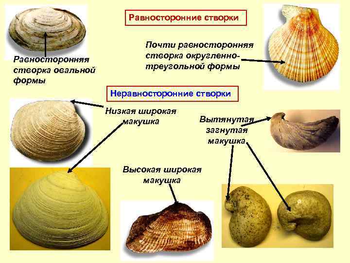 Тест по биологии 7 класс двустворчатые моллюски