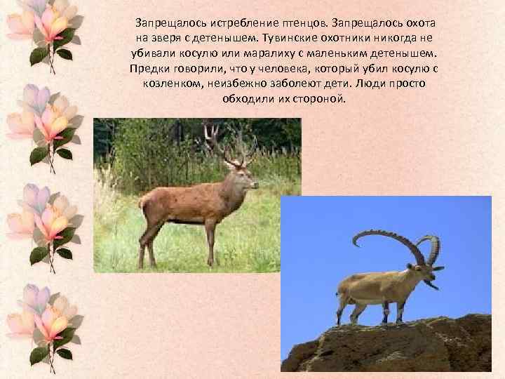  Запрещалось истребление птенцов. Запрещалось охота на зверя с детенышем. Тувинские охотники никогда не