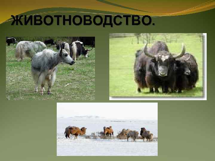 ЖИВОТНОВОДСТВО. 