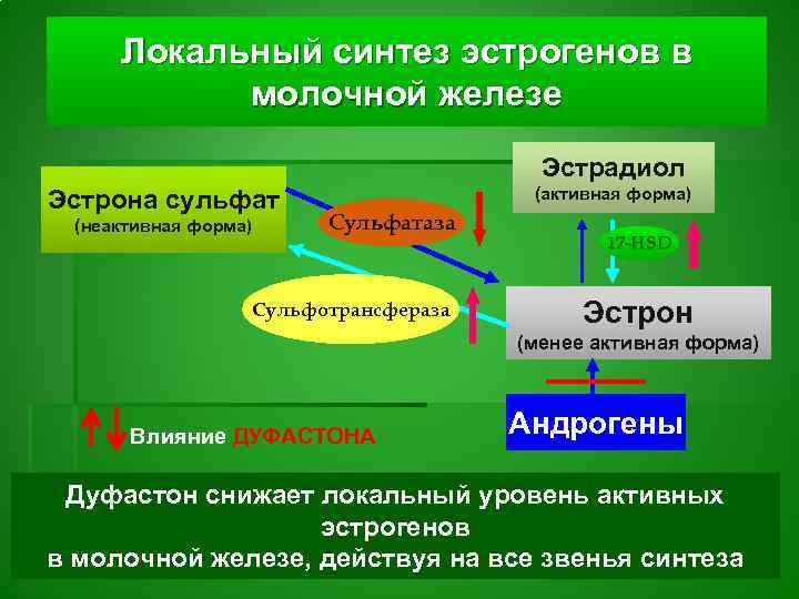 Метаболизм эстрогенов схема