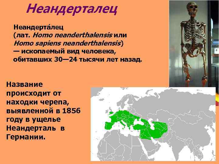 Неандерталец Неандерта лец (лат. Homo neanderthalensis или Homo sapiens neanderthalensis) — ископаемый вид человека,