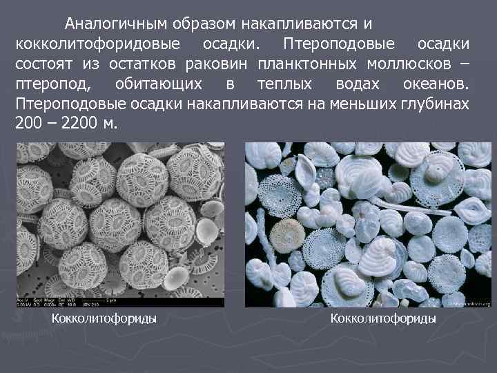 Аналогичным образом накапливаются и кокколитофоридовые осадки. Птероподовые осадки состоят из остатков раковин планктонных моллюсков