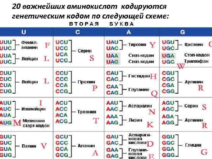 20 важнейших аминокислот кодируются генетическим кодом по следующей схеме: 