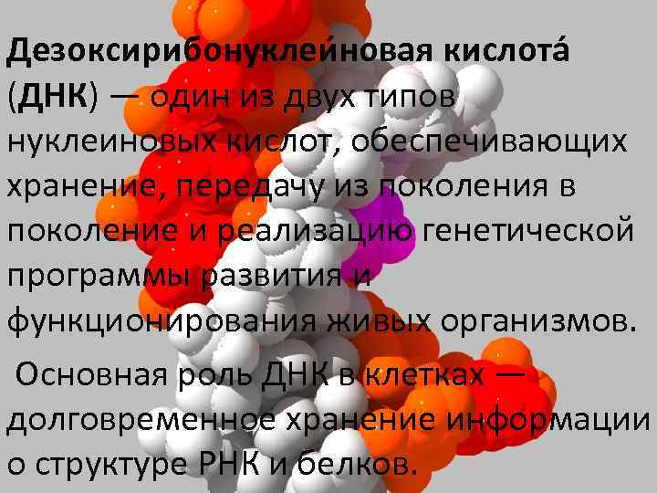  Дезоксирибонуклеи новая кислота (ДНК) — один из двух типов нуклеиновых кислот, обеспечивающих хранение,