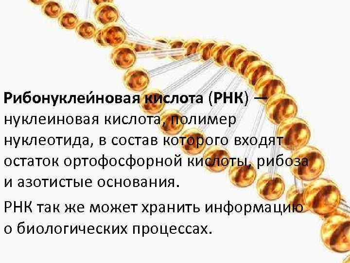 Рибонуклеи новая кислота (РНК) — нуклеиновая кислота, полимер нуклеотида, в состав которого входят остаток