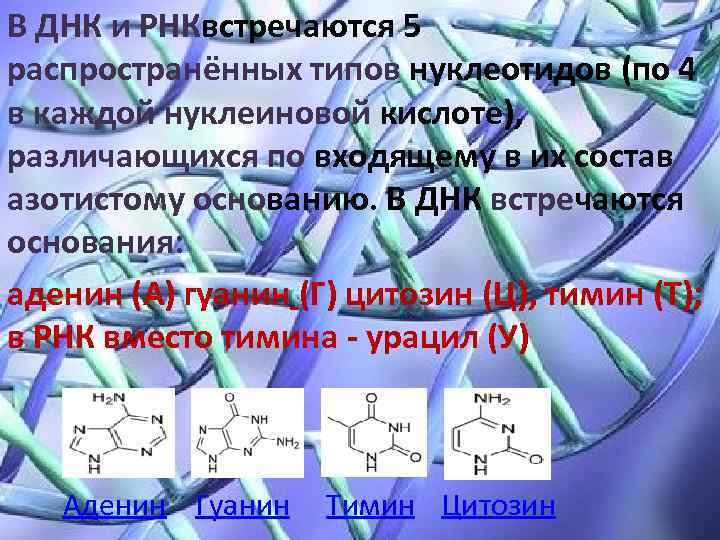 В ДНК и РНКвстречаются 5 распространённых типов нуклеотидов (по 4 в каждой нуклеиновой кислоте),