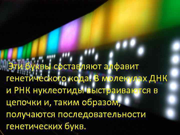  Эти буквы составляют алфавит генетического кода. В молекулах ДНК и РНК нуклеотиды выстраиваются