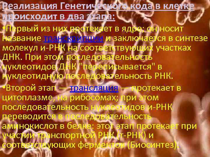 Реализация Генетического кода в клетке происходит в два этапа: • Первый из них протекает