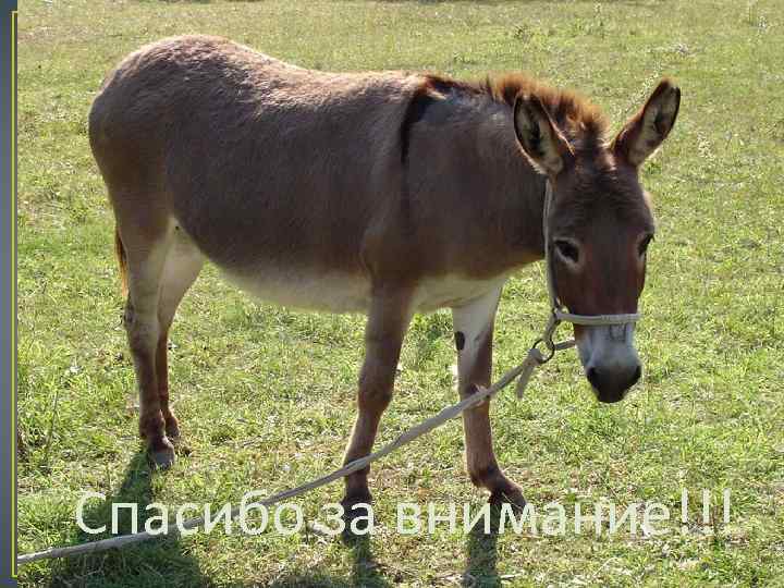Спасибо за внимание!!! 