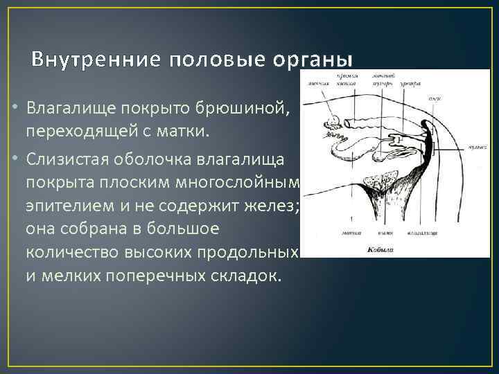 Внутренние половые органы • Влагалище покрыто брюшиной, переходящей с матки. • Слизистая оболочка влагалища