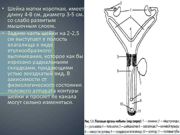 Длина шейки 1 см