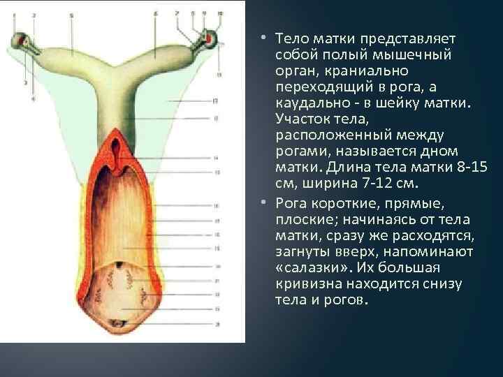  • Тело матки представляет собой полый мышечный орган, краниально переходящий в рога, а