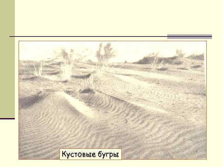 Кустовые бугры 