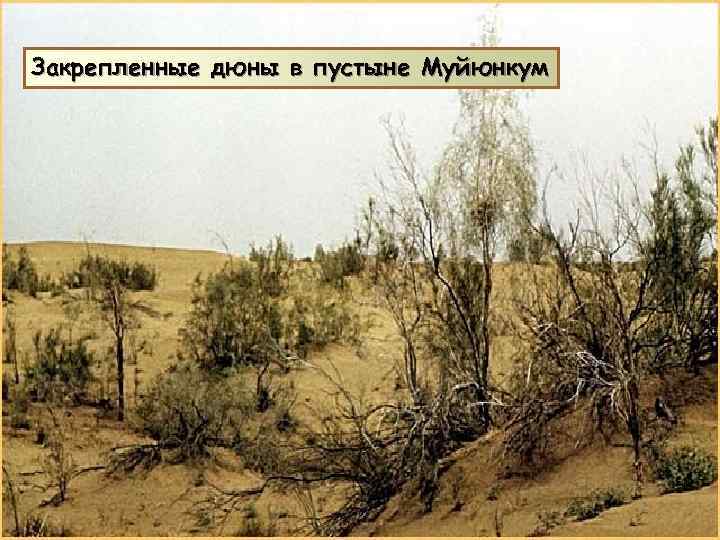 Закрепленные дюны в пустыне Муйюнкум 