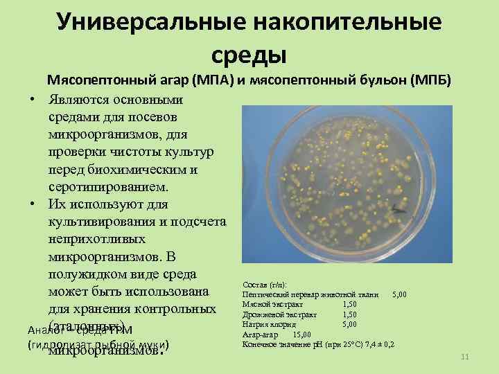 Экспериментатор решила установить какое количество бактерий. МПБ мясо-пептонный бульон МПА мясопептонный агар. Мясопептонный бульон микробиология. Мясопептонный агар микробиология. МПА микробиология расшифровка.