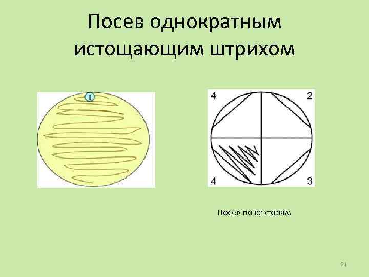 Посев однократным истощающим штрихом Посев по секторам 21 