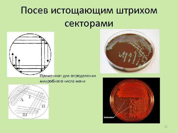 Посев истощающим штрихом секторами Применяют для определения микробного числа мочи 22 