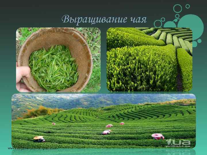 Выращивание чая 