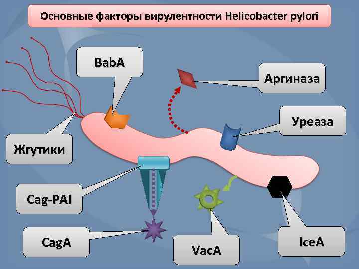 Основные факторы вирулентности Helicobacter pylori Bab. A Аргиназа Уреаза Жгутики Cag-PAI Cag. A Vac.